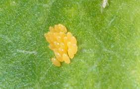 I just found these round yellow insect eggs underneath a chenopodium leaf and am wondering what they are. Ladybugs Entomology