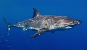 Download view on pixabay report photo. Great White Sharks The World S Best Spots To Dive With Massive Sharks