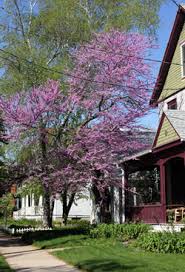 Check spelling or type a new query. Eastern Redbud Cercis Canadensis Wisconsin Horticulture