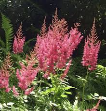 It's perfect for growing towards the front of shady borders Prachtspiere Amethyst Astilbe Arendsii Kaufen Bei Nr 01 De