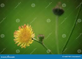 Image result for Taraxacum sp.