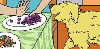 Why Dogs Can T Eat Grapes Littlethings Com