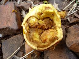 Image result for Strychnos pungens