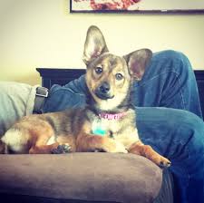Black And Tan Shiba Inu Dachshund Mix Shibadox Shiba Inu Dachshund 17 Dachshund Mixes That Are Almost Too Cute Dachshund Mix Dachshund Puppy Miniature Dachshund Pets