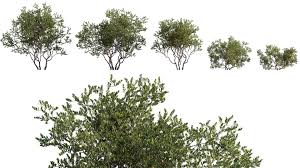 Image result for Diospyros ferrea
