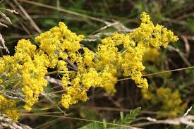 Image result for Galium verum