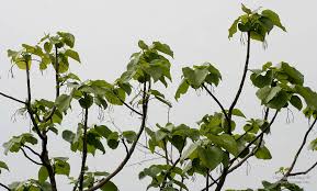 Image result for Gyrocarpus