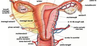 Collectively, this region is called the vulva. Female Anatomy Diagram Anatomy Drawing Diagram