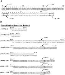 The overall reaction catalyzed by atp synthase is: Deletions In The Second Stalk Of F1f0 Atp Synthase In Escherichia Coli Journal Of Biological Chemistry