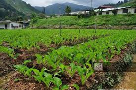 Harga emas semasa dalam ringgit malaysia. Punca Harga Sayur Meningkat
