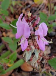 Image result for Desmodium intortum