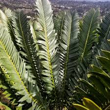Image result for Encephalartos lebomboensis
