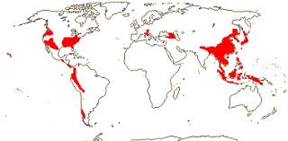 Image result for Hydrostachyaceae