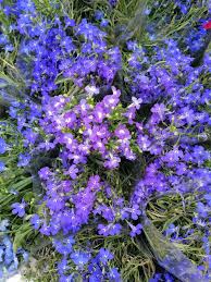 Image result for foto Lobelka