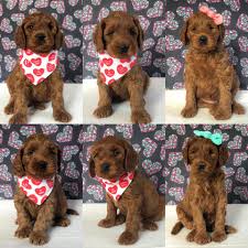 Raising an australian labradoodle puppy. Michigandoodles Michigandoodles Twitter