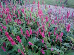 Image result for Persicaria