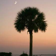 A silhouette of a palmetto (s. South Carolina State Symbols And Nicknames