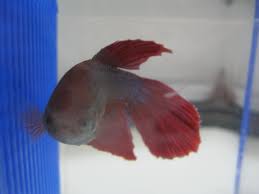 Types of betta fish medication. 15 Common Betta Fish Diseases With Photos Prevention And Treatment Pethelpful By Fellow Animal Lovers And Experts