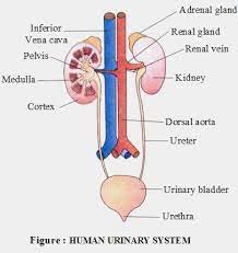 Process Excretion Human Body Http Www Aplustopper Com Excretory System Icse Solution Basic Anatomy And Physiology Body Systems Worksheets Biology Diagrams