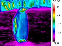 A mix of biology and physics sends this flightless bird. Researchers Find Emperor Penguins Outer Feathers Colder Than Surrounding Air