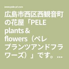 広島市西区西観音町の花屋 Pele Plants Flowers ペレ プランツアンドフラワーズ です 生花やドライフラワーのアレンジメント サボテンや多肉植物をはじめセレクトした観葉植物の販売などを行っております 多肉植物 園芸 ドライフラワー
