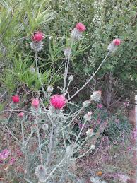 Image result for Cirsium