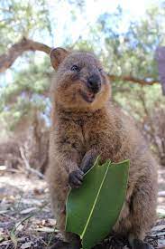 Pin By Jill Carroll On Favourite Images Happy Animals Quokka Animals
