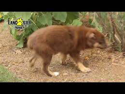 Watch funniest german shepherd puppies and try not to laugh.subscribe sad cat to get newest video. Australian Shepherd For Sale Craigslist Indiana 07 2021