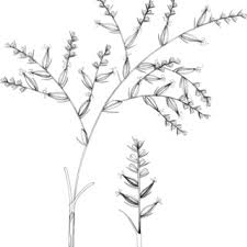 Image result for Schoenoxiphium