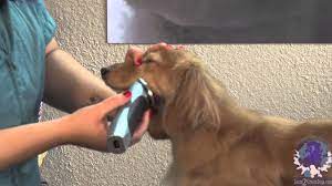 Do You Have A Long Haired Dachshund Grooming A Show Style Long Haired Dachshund Long Haired Dachshund Grooming Baby Dachshund