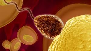 Fruchtbarkeit Europaische Manner Produzieren Weniger Spermien Br Wissen