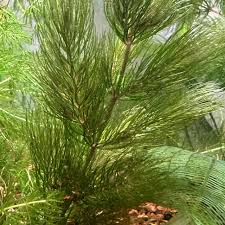 Image result for Ceratophyllum