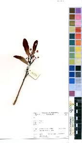 Image result for Ochna macrocalyx