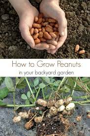 How To Start Growing Peanuts In Your Garden Growing Peanuts Educational Garden Organic Gardening Tips