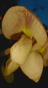 Image result for Ormocarpum kirkii