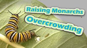 Raising Monarchs Overcrowding Help The Monarch Butterfly Monarch Monarch Butterfly Monarch Caterpillar