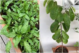 When a fiddle leaf fig plant is watered too much, the roots end up absorbing more water than the leaves are able to transpire. Root Awakening Spider Mite Infestation Yellowing Leaves In Fiddle Leaf Fig Plant Home Design News Top Stories The Straits Times