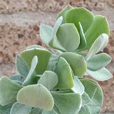Image result for Senecio greenwayi