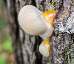 Image result for Ganoderma tsugae