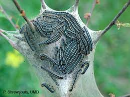 Eastern Tent Caterpillars Fairfax Gardening