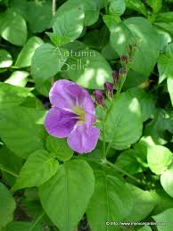 Image result for Asystasia gangetica