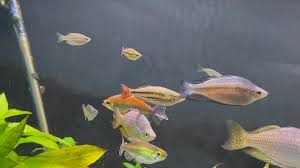 Image result for Lophacme parva