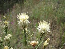 Image result for Pegolettia senegalensis