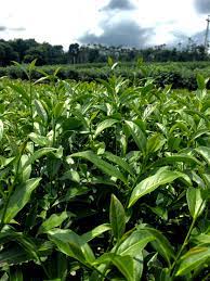 Pin On Green Tea Plant