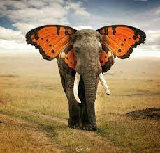 Elefante Arte De Elefante Dibujos De Animales Animales Imaginarios