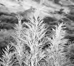 Image result for Trichoneura schlechteri