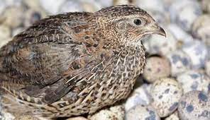 We did not find results for: Burung Puyuh Manfaat Keunggulan Serta Cara Membudidayakannya