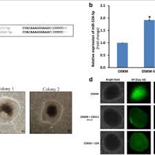 Register sdn bhd menyelamatkan anda dari risiko kebankrupan. Pdf Mir 524 5p Of The Primate Specific C19mc Mirna Cluster Targets Tp53ipn1 And Emt Associated Genes To Regulate Cellular Reprogramming