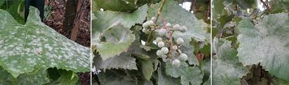 However, with fasal's technology, powdery mildew need not be a. Best Way To Control Powdery Mildew On Grape P Articles Agfuse