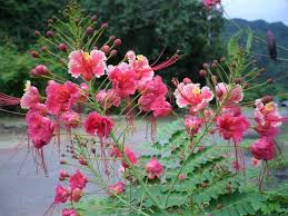 Image result for Caesalpinia rostrata